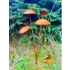 Figurka grzyby RUSTYKALNY OGRÓD DONICZKA ozdoba dekoracja jesień las 50cm